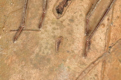 Heteropoda venatoria