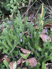 Lycopodium clavatum