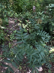 Hedysarum sulphurescens