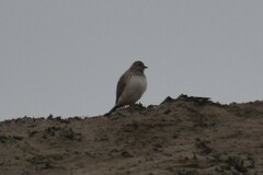 Thinocorus rumicivorus