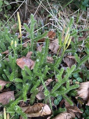 Lycopodium clavatum