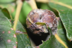 Andricus quercuspetiolicola