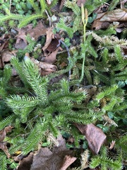 Lycopodium clavatum