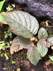 Gesneriaceae