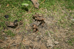 Craterellus fallax