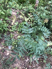 Hedysarum sulphurescens