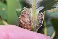 Andricus quercuspetiolicola