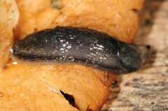 Kobeltia