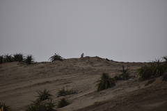 Thinocorus rumicivorus