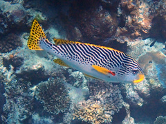 Plectorhinchus lineatus