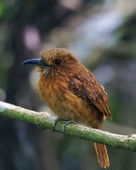 Malacoptila panamensis