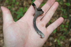 Craterellus fallax