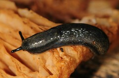 Kobeltia