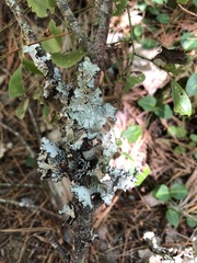 Platismatia tuckermanii