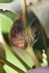 Andricus quercuspetiolicola