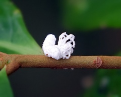Ceroplastes