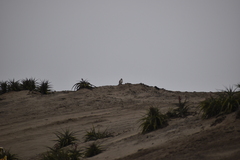 Thinocorus rumicivorus