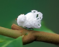 Ceroplastes