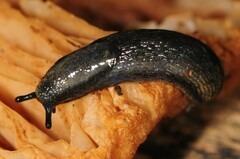 Kobeltia