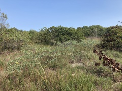 Baptisia alba macrophylla
