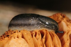 Kobeltia
