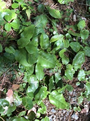 Epigaea repens