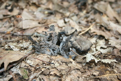 Craterellus fallax
