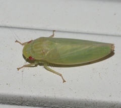 Gyponana