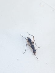 Taeniaptera trivittata