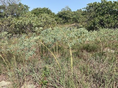 Baptisia alba macrophylla
