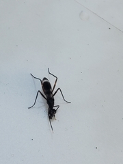 Taeniaptera trivittata