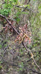 Mimosa aculeaticarpa