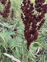 Rumex