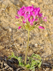 Pelargonium incrassatum