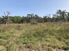 Baptisia alba macrophylla