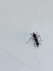 Taeniaptera trivittata