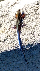 Aspidoscelis hyperythrus