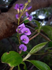 Hardenbergia