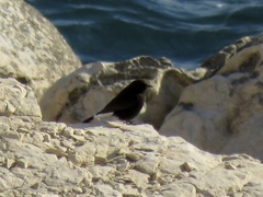 Oenanthe leucura