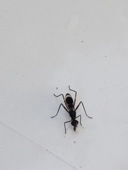 Taeniaptera trivittata