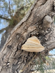 Fomes fomentarius