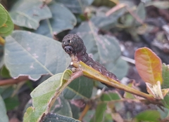 Spodoptera latifascia