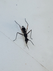 Taeniaptera trivittata