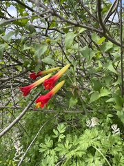 Phycella cyrtanthoides