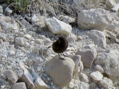 Oenanthe leucura