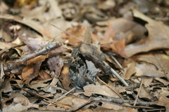 Craterellus fallax