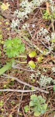 Caladenia concinna