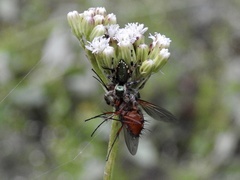 Paraphidippus aurantius