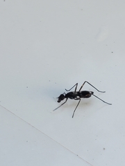 Taeniaptera trivittata