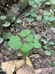 Vancouveria hexandra